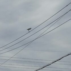 しらさぎ？